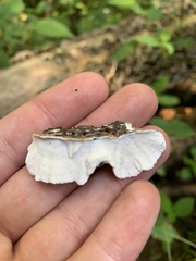 Trametes versicolor