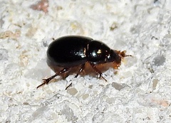 Hybosorus illigeri