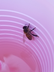 Apis mellifera