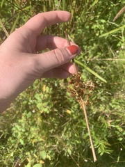 Juncus effusus