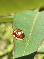 Paropsis maculata