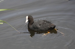 Fulica atra