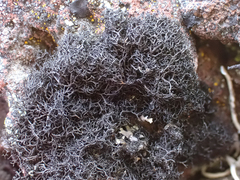Lichinaceae