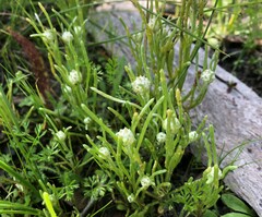 Blennospora drummondii