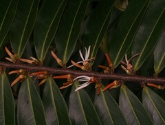 Xylopia cayennensis