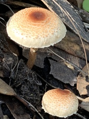 Lepiota
