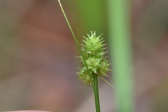 Carex leavenworthii