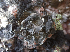 Umbilicaria