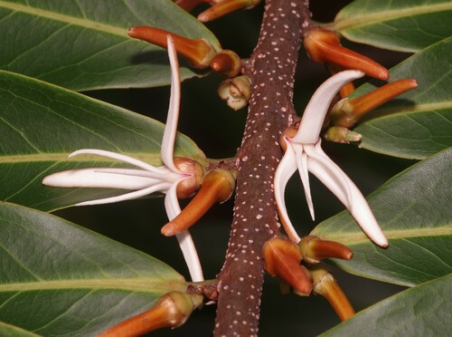 Black Maho (Xylopia cayennensis)