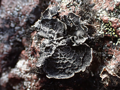 Umbilicaria
