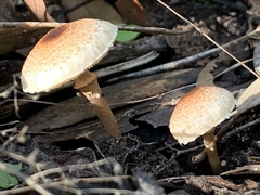 Lepiota