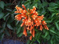 Pyrostegia