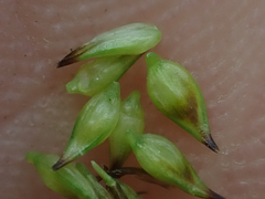 Carex incurviformis