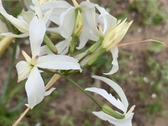 Leucocoryne ixioides