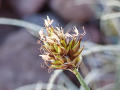 Carex incurviformis