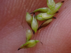 Carex incurviformis