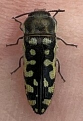 Acmaeodera solitaria