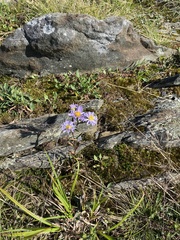 Ionactis linariifolia