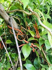 Chamaedorea seifrizii