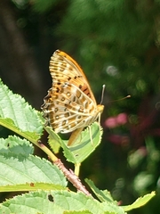 Argynnis hyperbius