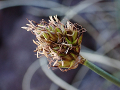 Carex incurviformis