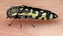 Acmaeodera solitaria