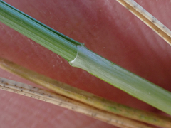 Carex incurviformis