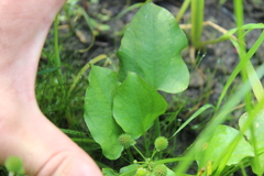 Echinodorus berteroi