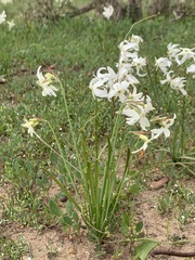 Leucocoryne ixioides