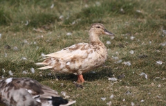 Anas platyrhynchos domesticus