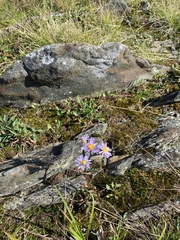 Ionactis linariifolia