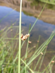 Schoenoplectus americanus