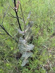 Asclepias elata