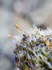 Grimmia