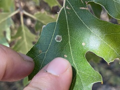 Insecta