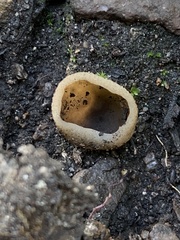 Pezizaceae