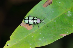 Omophoita octoguttata
