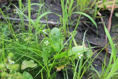 Echinodorus berteroi