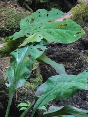 Lysichiton americanus