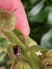 Cosmopepla lintneriana