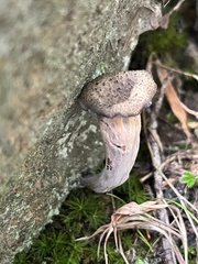 Craterellus
