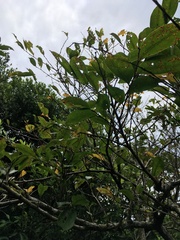 Glochidion rubrum
