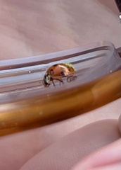 Hesperomyces harmoniae