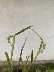 Cenchrus longispinus