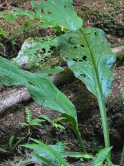 Lysichiton americanus