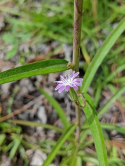 Lactuca graminifolia