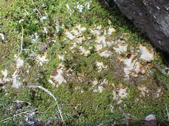 Peltigeraceae