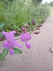 Desmodium batocaulon