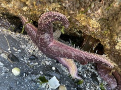 Pisaster ochraceus