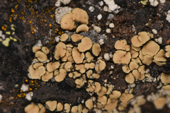 Lecanoromycetes